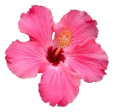 Transparent Flowers Transparent Flowers Flower Aesthetic Flower Art