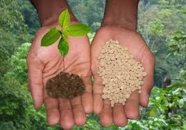 Պարարտացումը և նրա դերը բույսի կյանքում | minagro.am