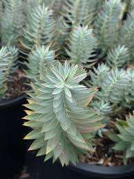 Image result for Euphorbia williamsonii