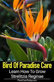 Bird Of Paradise Palm Care Bird Of Paradise Plant Care How To Grow Strelitzia Reginae Birds Of Paradise Plant Paradise Plant Birds Of Paradise
