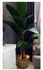Check spelling or type a new query. Kcj Premium Banana Tree Pokok Pisang Viral Hiasan