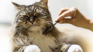 Common Cat Skin Issues: Signs & Solutions | Purina
