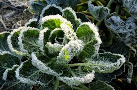 Les saints de glace sont importants pour tous les jardiniers. Pour Jardiner Faut Il Se Mefier Des Saints De Glace Amenagement Exterieur La Baule Guerande Pornichet
