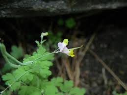 Image result for Xyris capnoides