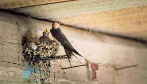 In außenvolieren können sogar kleine büsche angepflanzt werden, in denen die vögel nisten können. Schwalbenschutz Furs Dach So Halten Sie Die Vogel Fern