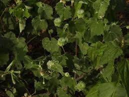 Image result for Abutilon indicum