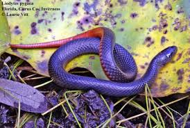 Image result for Nesaea pygmaea