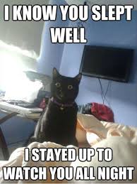 Stalker Girlfriend Cat Makes Sure You Get Your Rest Memebase Funny Memes