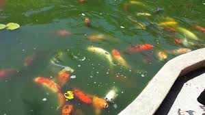 Koi fish for sale in greensboro, nc · 1. Koi Pond Picture Of New Hanover County Arboretum Wilmington Tripadvisor