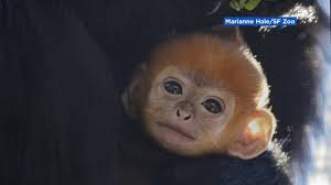 Monkey wallpaper monkey hd wallpapers ~ wallpaper 1920×1200. Must See Photos Rare Francois Langur Monkey Born At San Francisco Zoo Abc7 San Francisco