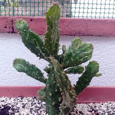 Image result for Opuntia monacantha
