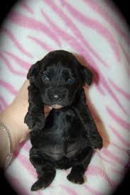 My dogs are pets first breeders 2nd. Cockapoo Puppies For Sale In Box Springs Georgia Classified Americanlisted Com