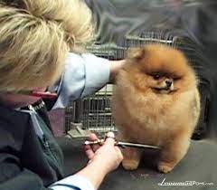 Puppy love grooming by lynn. Pin On Lynnwright Pomeranians