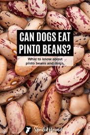 Can Dogs Eat Beans What To Know About Dogs And Beans In 2020 Can Dogs Eat Dog Eating Dog Food Recipes