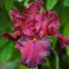 Pin On Irises