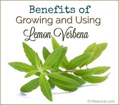 Migliaia di nuove immagini di alta qualità aggiunte ogni giorno. Images Of Lemon Verbena Alousia Trifolia Lemon Verbena Uses 6 Reasons You Ll Love It Lemon Verbena Is Popular For Its Light Citrus Taste And Smell But It S Also Full Of Antioxidants