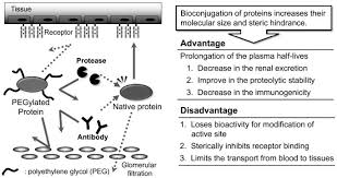 Modification of the enzyme alginate lyase (al) with poly(ethylene glycol) (peg) was attempted for the degradation and removal of alginate biofilms in infectious diseases. Development Of A Novel Dds For Site Specific Pegylated Proteins Bmc Chemistry Full Text