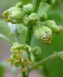 Image result for Croton megalobotrys