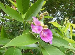 Resultado de imagem para sombreiro arvore