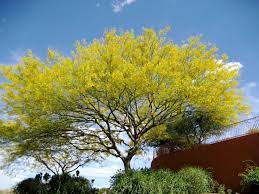 The beautiful desert museum palo verde makes a beautiful addition to the desert garden. Desert Museum Palo Verde Monrovia Desert Museum Palo Verde Xeriscape Plants Palo Verde Tree Shade Perennials
