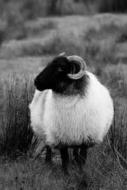 Black And White Sheep Picture 