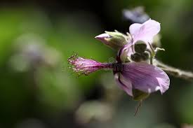 Image result for Abutilon longicuspe