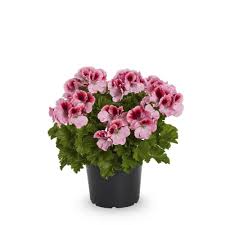 Image result for Geranium vagans