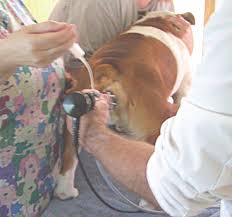 How to ai artificially inseminate a dog easy and low cost ? Artificial Insemination Veterian Key