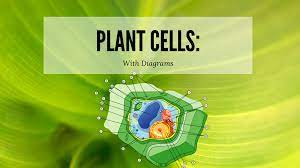 We did not find results for: Plant Cell Diagram Science Trends