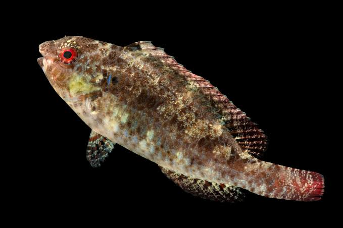 Bucktooth Parrotfish (Calotomus carolinus) - Joel Sartore