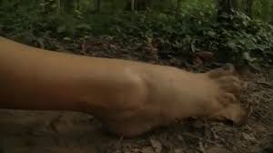 Enraged by his losses against the Amazon Queen, Pentheselia, Achilles rages  into the Amazon jungle to seek out his revenge. - XNXX.COM