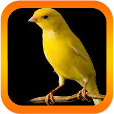 Maybe you would like to learn more about one of these? Descarga Canto De Canario Belga Mp3 Apk Para Android Gratis