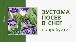 7070 цинерария primavera violet арт.: Kak Poseyat Eustomu Na Rassadu Legkij Sposob Poseva Semyan Cvetov V Sneg Samye Krasivye Cvety Youtube