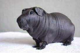 There are thousands of piggies out there in need of homes. Hairless Guinea Pig 9gag