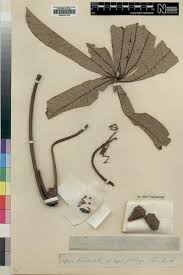 Image result for Musanga