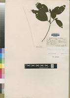 Image result for Tristemma leiocalyx