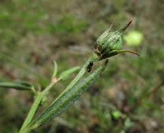 Image result for Cienfuegosia digitata