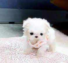 Teacup Maltese Puppies For Sale Near Me Maltese Breeders Puppies Maltese Puppy Maltese Puppies For Sale Teacup Puppies Maltese