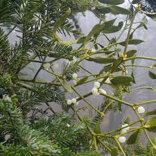 Image result for Viscum obscurum