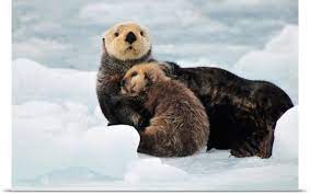 Sea Otter Mother And Pup Rest On An Ice Floe At Harvard Glacier In Prince William Sound Sea Otter Otters Sea Otter Facts