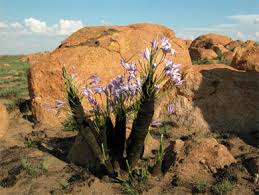 Image result for Xerophyta retinervis