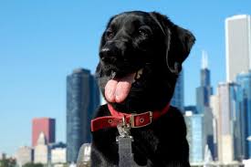 Bowzers is a hot dog joint serving only the best angus beef dogs. Dog Friendly Restaurants In Ohio Bringfido