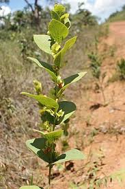 Image result for Cissampelos torulosa