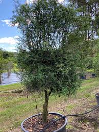 Check spelling or type a new query. Native Australian Finger Lime Designer Trees Australia