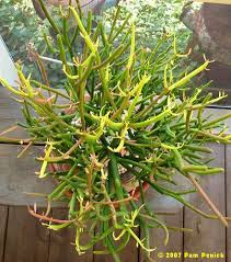 3 pruning a columnar cactus. Plant This Noteworthy Pencil Tree Digging