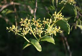 Image result for Cissus faucicola
