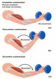 Pin By Jessica On Fitness Isometric Contraction Hand Therapy Types Of Muscles
