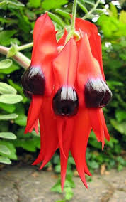 Flowers And Magnificent Plant World Strange Flowers Unusual Flowers Wonderful Flowers