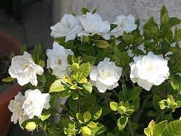 Gardenias With Images Gardenia Bush Gardenia Fragrant Flowers