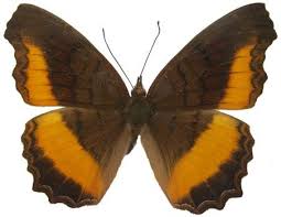 Image result for Tragiella natalensis